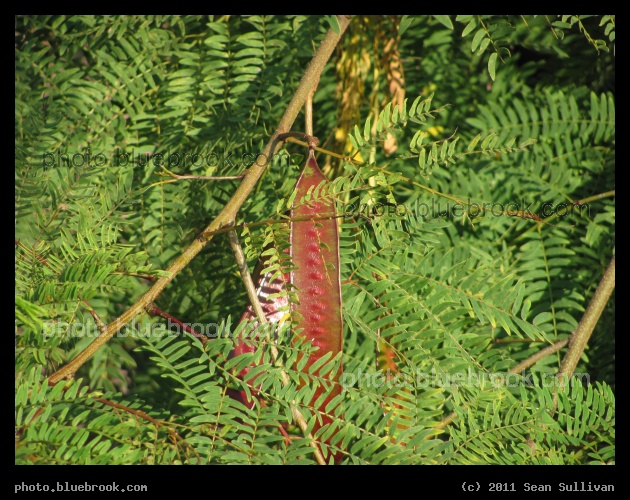 Red Seed Pod - Bradenton, FL