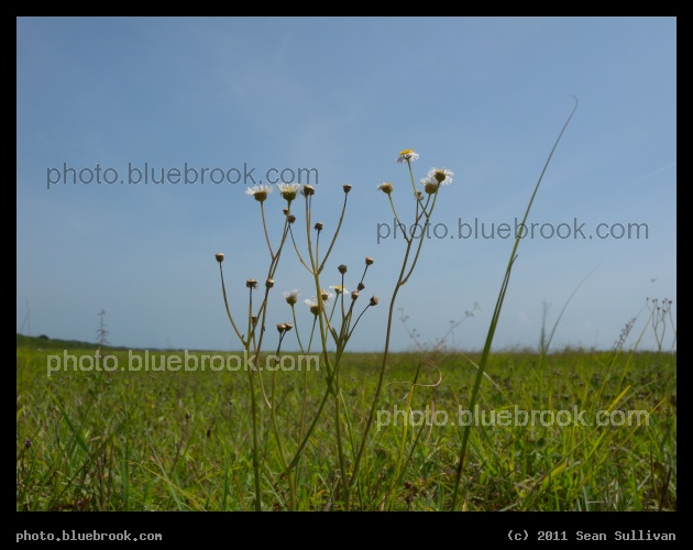 Flowers on a Lawn - Beside the Shuttle Landing Facility (runway) at the Kennedy Space Center, FL