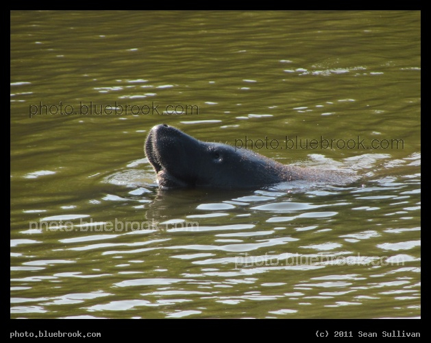 Manatee - Southeast of launch pad 39-A, on the north side of the dike road, Kennedy Space Center FL