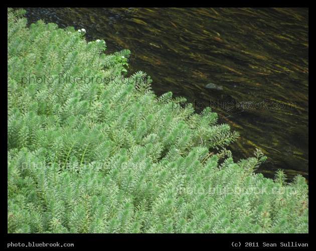 Melbourne Stream - A stream crossing the Melbourne Golf and Country Club