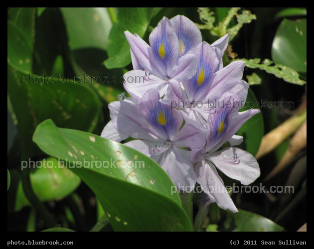 Canal Flowers - Flowers in a canal close to Lake Washington, Brevard County FL