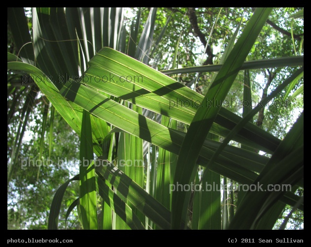 Crossing Fronds - Osceola County, FL