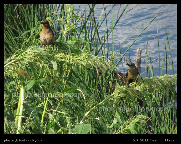 Two Mockingbirds - Titusville FL