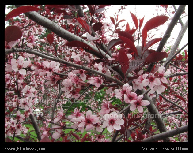 Pittsfield Blossoms - Pittsfield MA