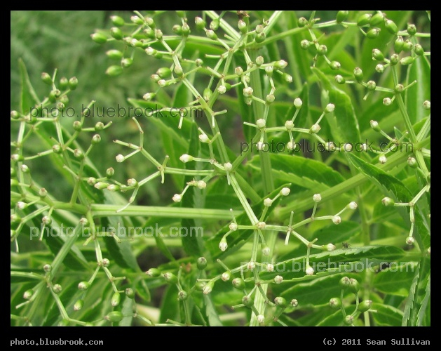 Flower Framework - Lake Alfred, FL