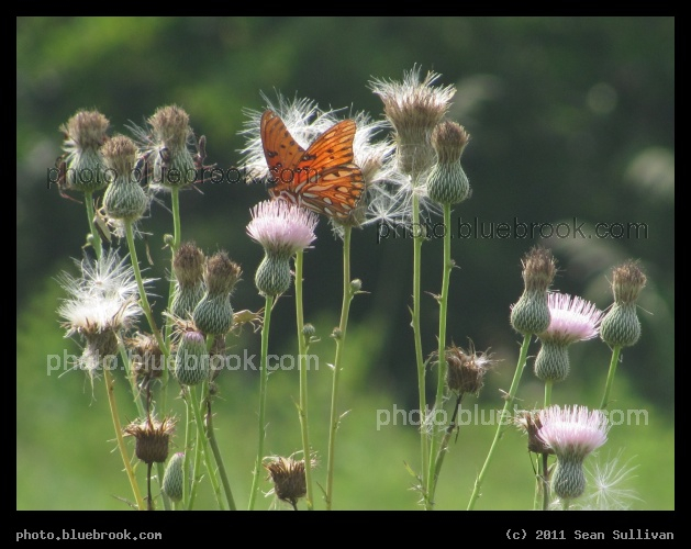 Afternoon Butterfly - Lake Alfred, FL
