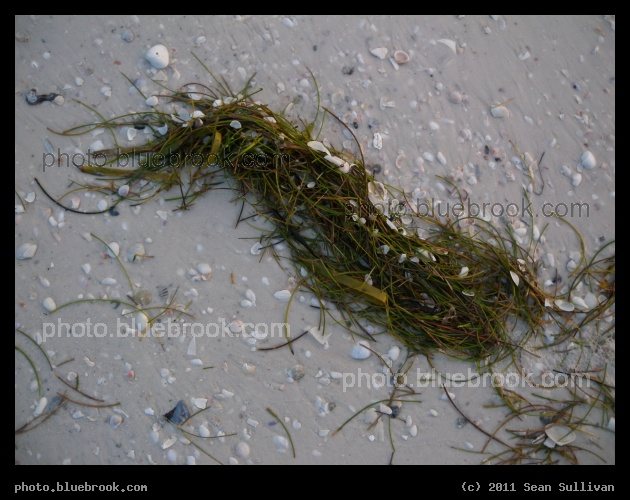 Beach Flotsam - Sarasota FL