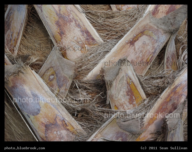 Palm Trunk Detail - Titusville FL