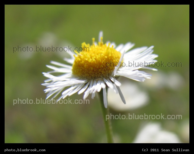 Daisy in Focus - A field southeast of launch pad 39-A, Kennedy Space Center