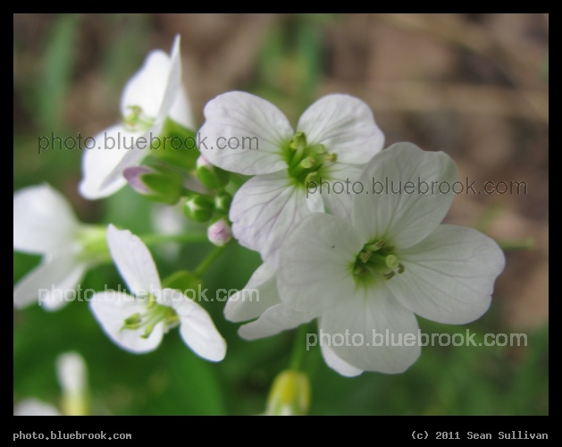 Soft Petals - Wahconah Park, Pittsfield MA