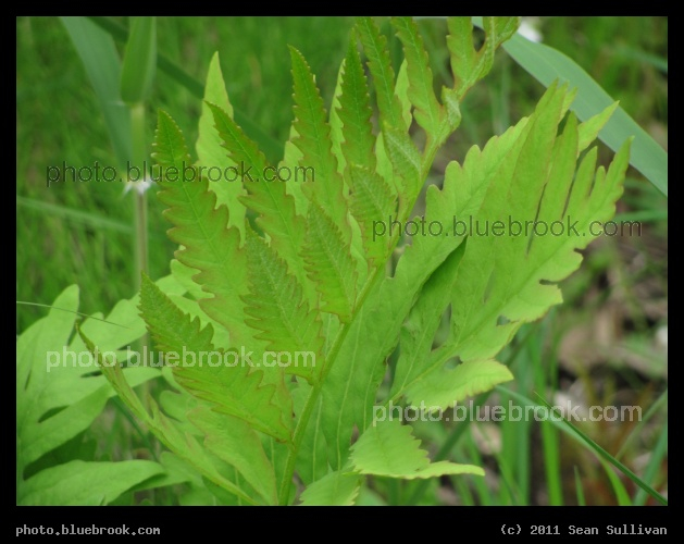 Serrated Greenery - Pittsfield, MA