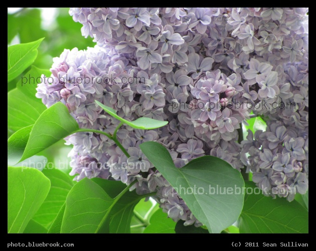 Lilac Froth - Pittsfield MA