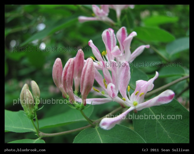 Succession of Buds - Pittsfield MA