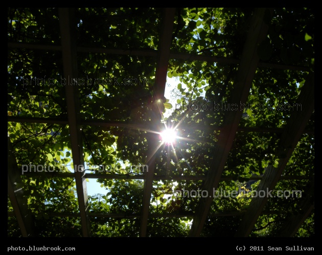 Trellis at Midday - Post Office Square, Boston MA