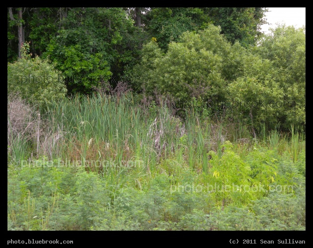 Edge of Florida Woods - Lake Alfred, FL