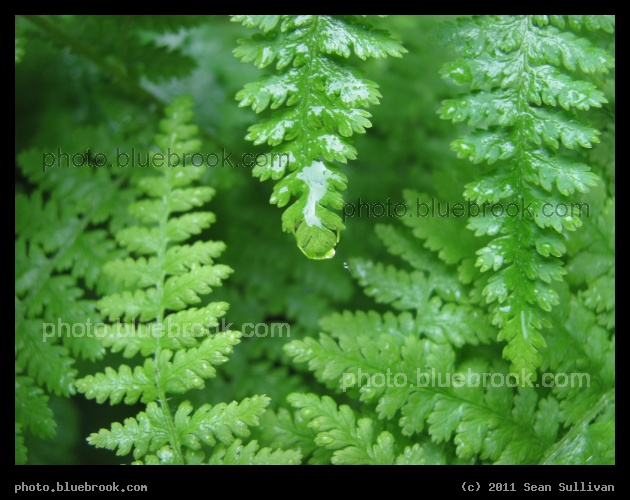 Soggy Ferns - After a morning rainshower, North Grafton MA