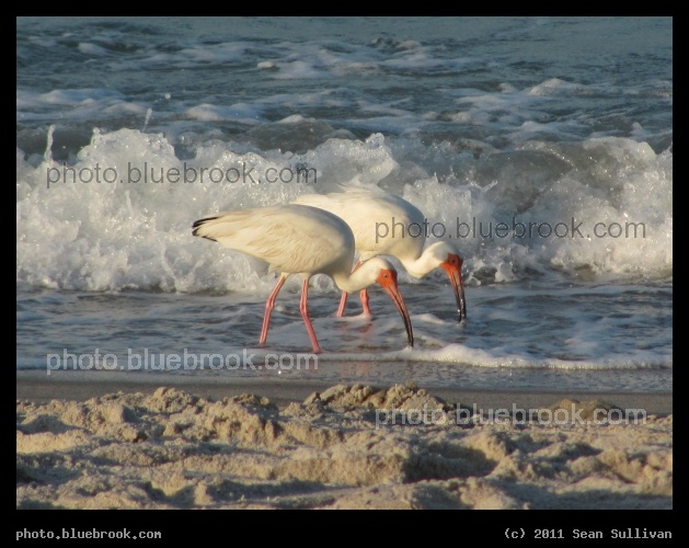 Ibis Pair - A pair of ibis in the Atlantic Ocean at Playalinda Beach, Cape Canaveral National Seashore FL