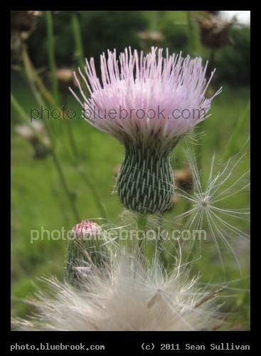 Thistle and Seeds - Lake Alfred, FL