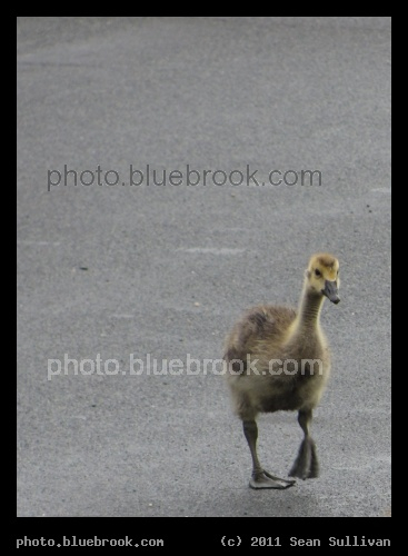 Baby Steps - Woburn MA