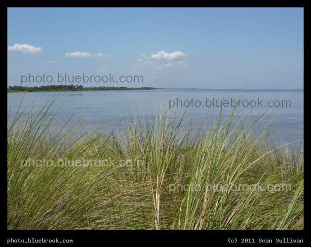 Spray of Waterfront Grasses - Near the southern end of Mosquito Lagoon at the Merritt Island National Wildlife Refuge, FL