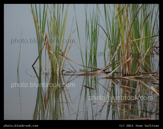 Water Grasses - Plants and their reflections in water alongside the Kennedy Space Center