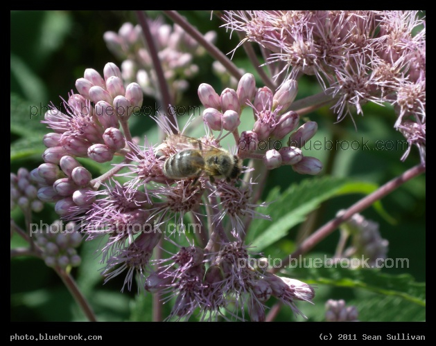 Bee in a Pink World - Maple Lake, Mentor MN
