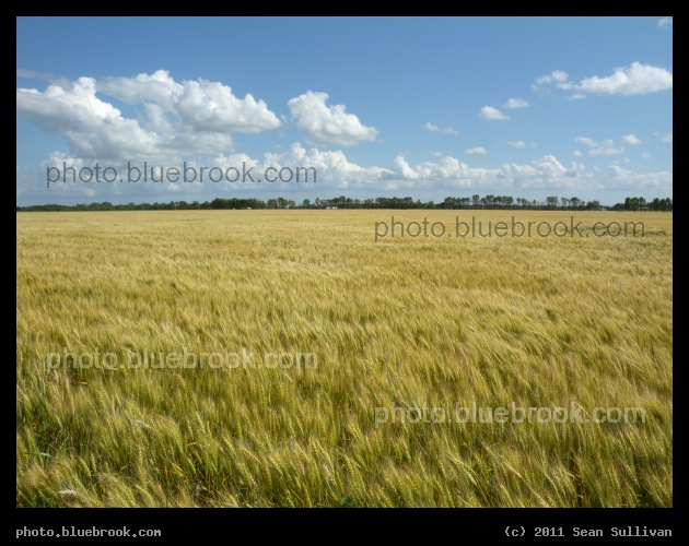 Field and Clouds - Crookston, MN
