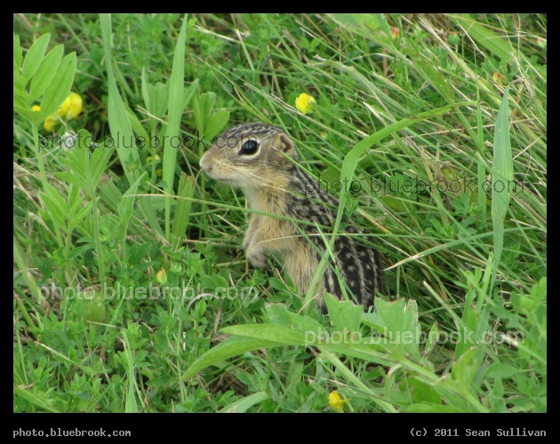 Striped Gopher - Fisher, MN