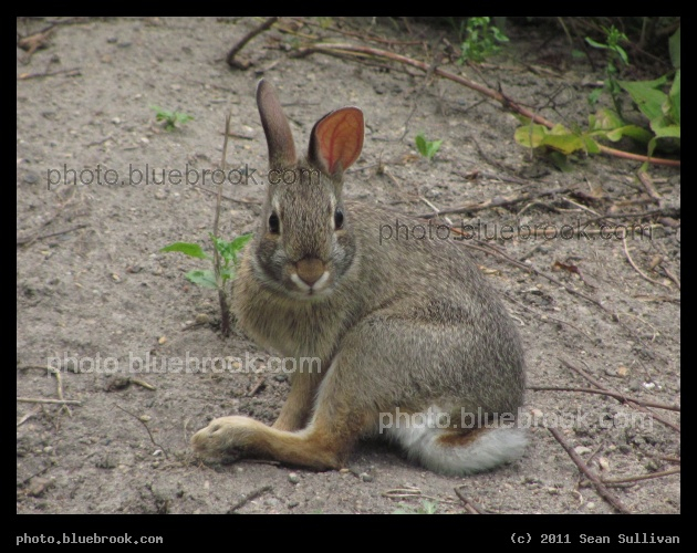 Grooming Rabbit - Central Park, Crookston MN