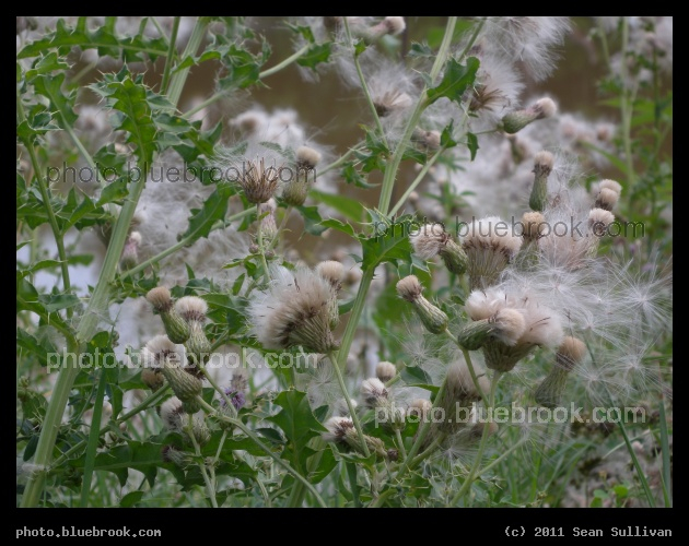 White and Green - Central Park, alongside the Red Lake River, Crooskton MN
