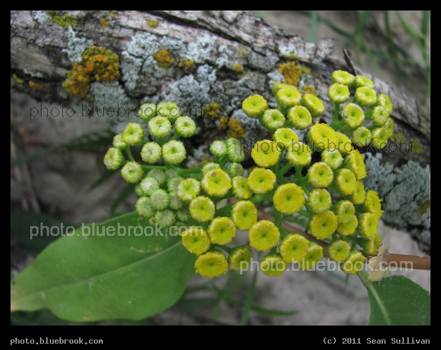 Tiny Pads - Detail of a plant at Central Park, Crookston MN
