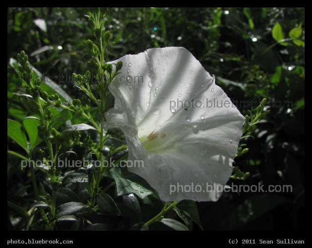 Light and Petals - Old Crossing Treaty Park, Huot MN