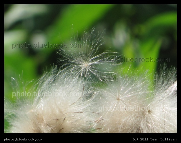 Awaiting a Breeze - Crookston MN