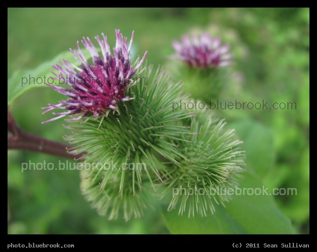 Purple Spikes - Crookston MN