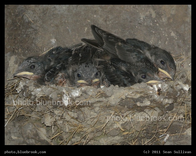 Baby Swallows - Crookston MN