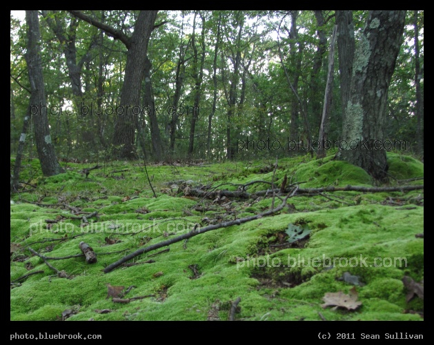 Carpet of Moss - Hammond Pond Reservation, Newton MA