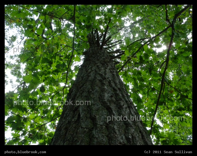 Vertical Path - Grafton, MA