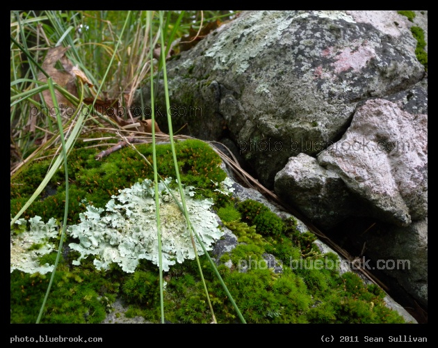 Boulder Ecosystem - Grafton, MA