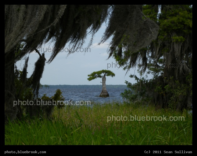 Curtains of Spanish Moss - Mangrove at Blue Cypress Lake, Vero Beach FL