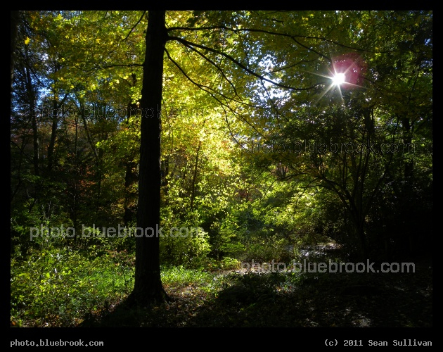 Tree and Sun - Houghton Garden, Newton MA