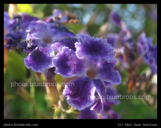 Skyflower Landscape - Melbourne, FL