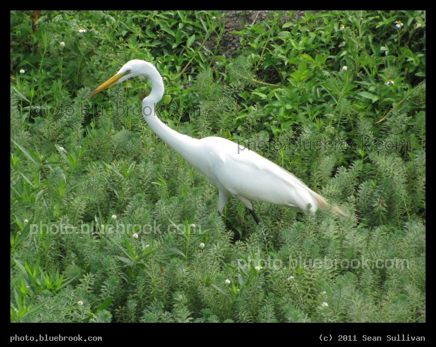 Waterbird on Land - Melbourne, FL