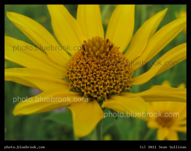 Compound Flower - Fisher, MN