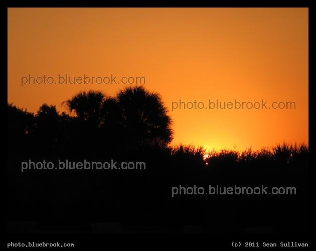 Orange Sky - Palm trees silhouetted against a sunset sky, Merritt Island National Wildlife Refuge FL