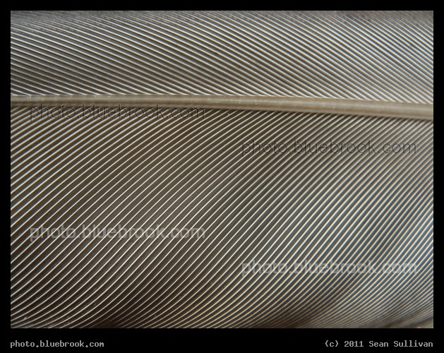 Feather Detail - A close-up view of a feather (probably from a pigeon) on a sidewalk in Harvard Square, Cambridge MA