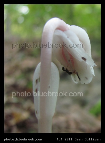 Ghost Plant - A non-photosynthetic plant, lacking chlorophyll.  Hammond Pond Reservation, Newton MA