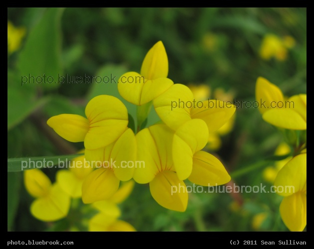 Birds Foot Trefoil - Fisher, MN