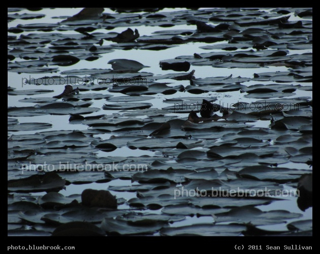Layer of Lilypads - Hammond Pond, Newton MA