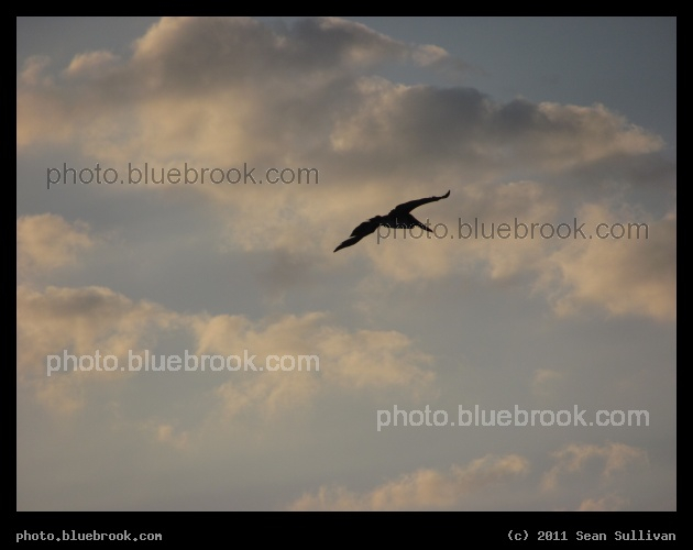 Playalinda Pelican - Playalinda Beach, Merritt Island National Wildlife Refuge, FL
