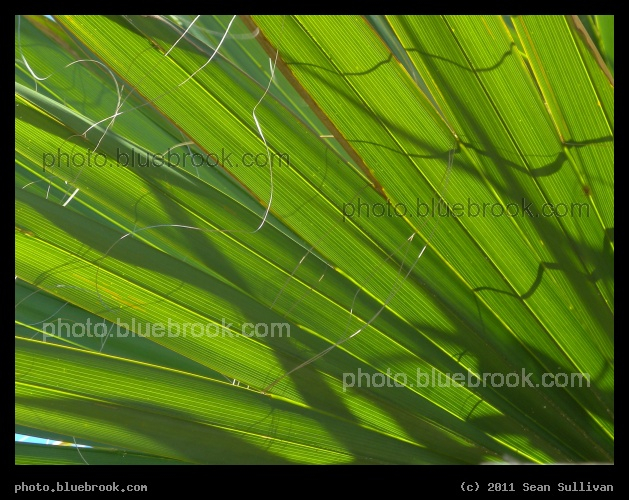 Palmetto Detail - Canova Beach, Melbourne FL